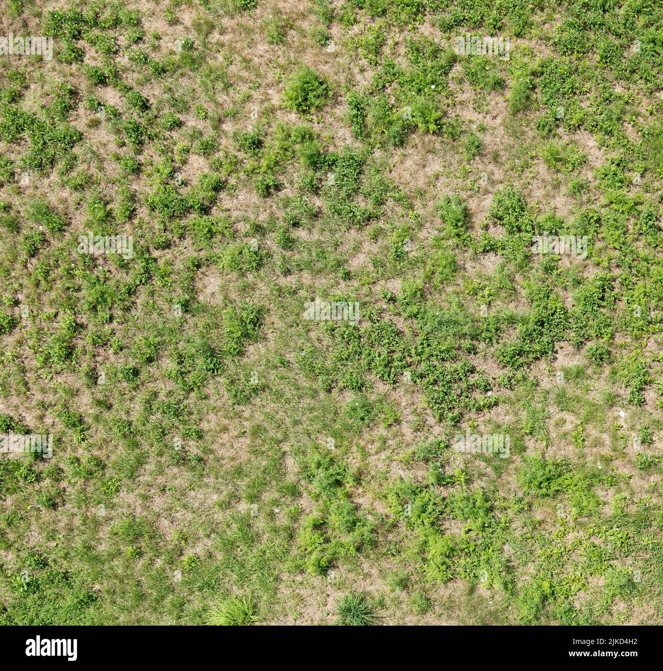 Grassy Field Top View