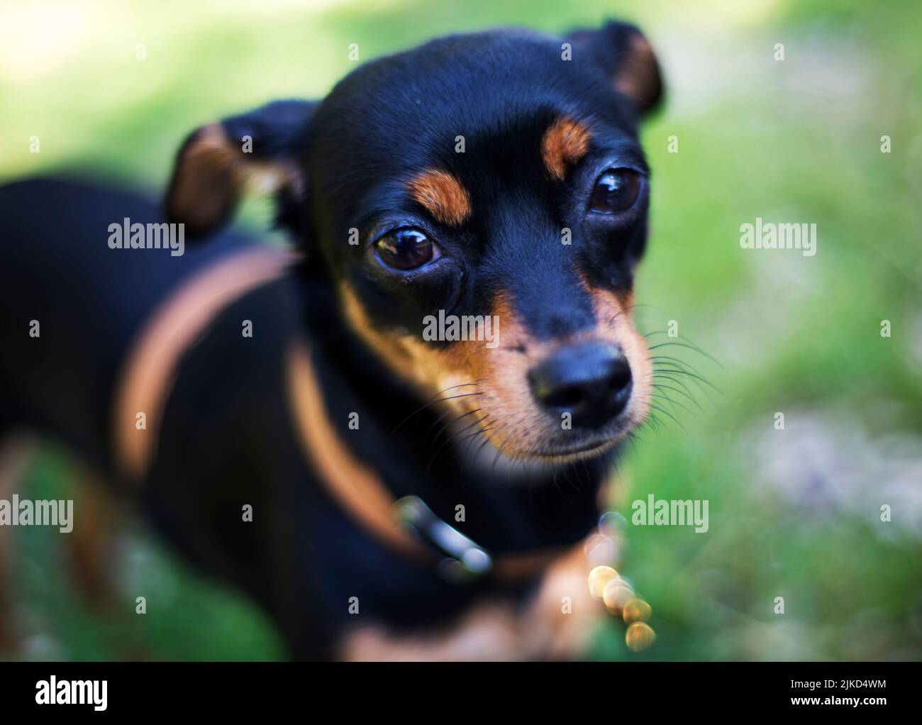 focused portrait of pincher dog Stock Photo