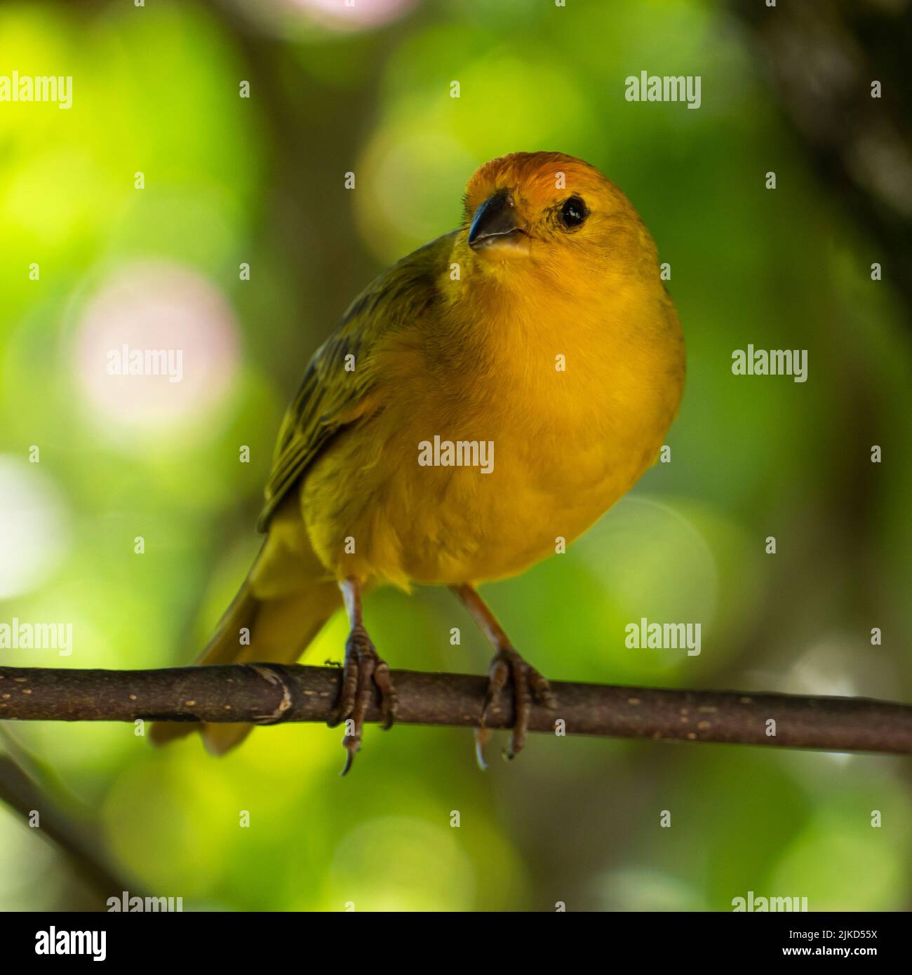 Atlantic Canary, a small Brazilian wild bird. The yellow canary