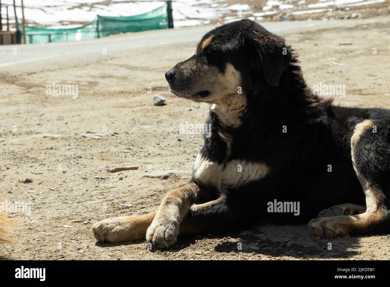 Local Stray Dogs Having Fur Sitting On Ground Infront Of Himalayan Mountain Range Covered With Ice And Snow Glacier In Ladakh and Leh, India Stock Photo