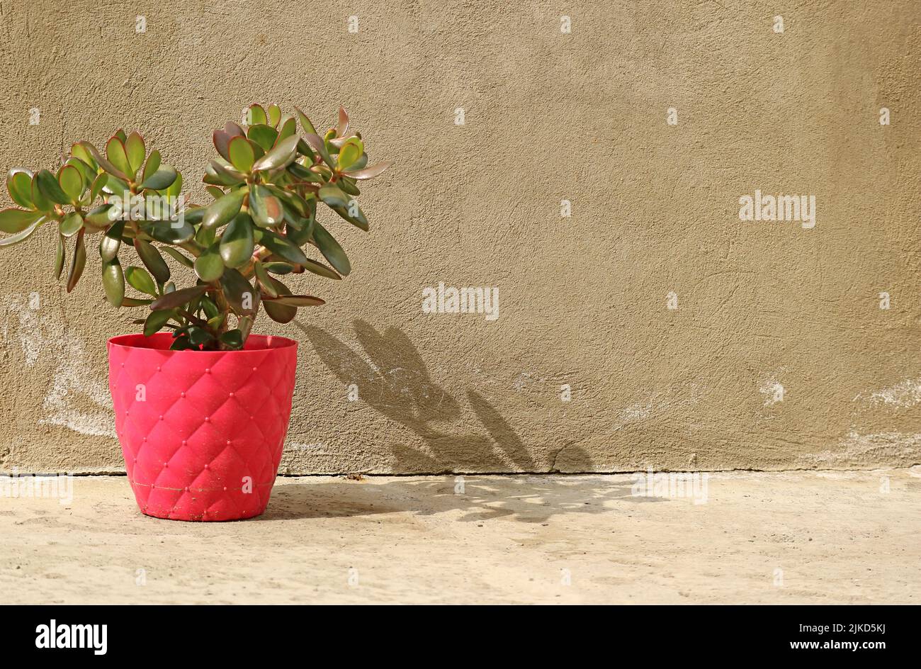 Potted Crassula Ovata Succulent Plant in the Sunlight Stock Photo
