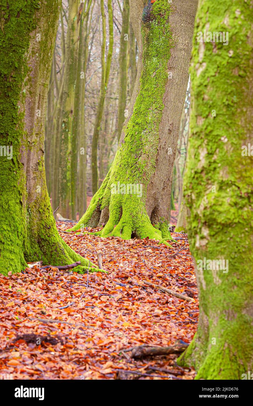 Old moss covered beech tree hi-res stock photography and images - Alamy
