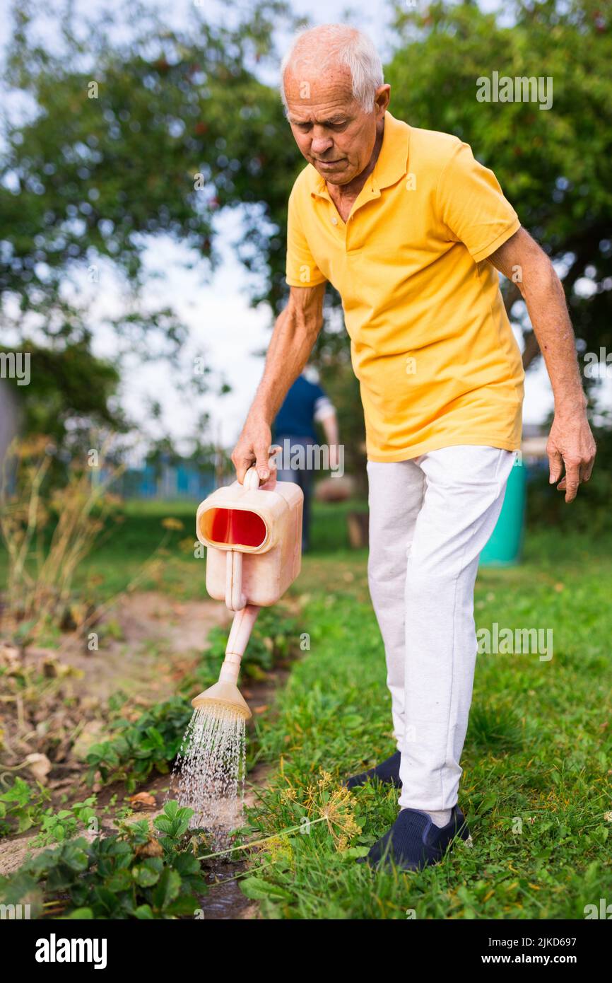 Senior man watering strawberry shrubs Stock Photo