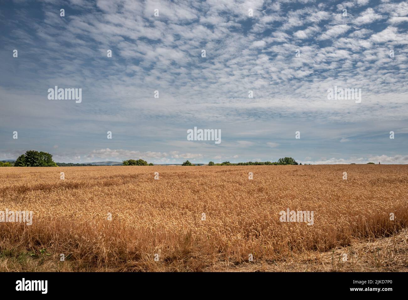 Barcombe, July 30th 2022: A field of wheat near Barcombe Stock Photo