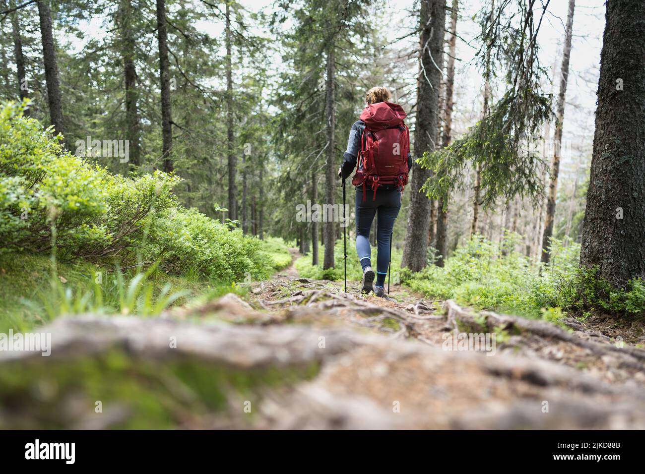 Wandern im Schwarzwald / Hiking in the black forest Stock Photo