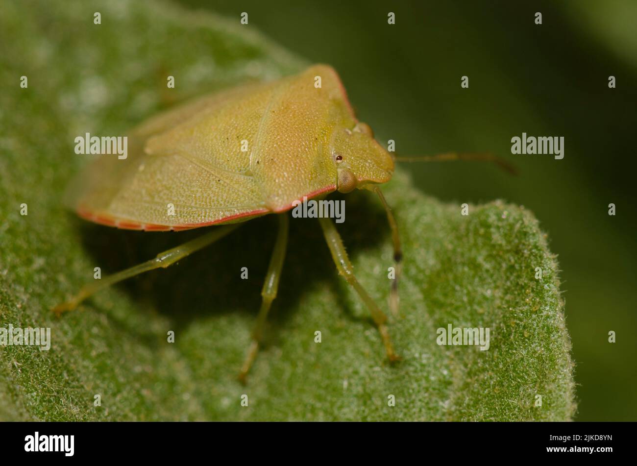 Southern green stink bug (Nezara viridula) on a leaf. Las Palmas de ...