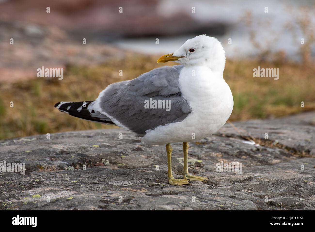 Common gull or Larus canus perching on a cliff in Suomenlinna district of Helsinki, Finland Stock Photo