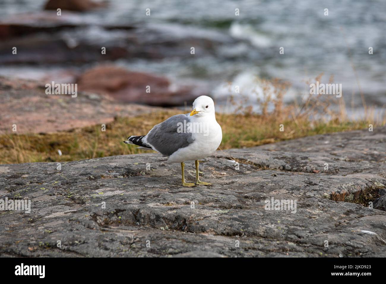 Common gull or Larus canus perching on a cliff by the sea Stock Photo