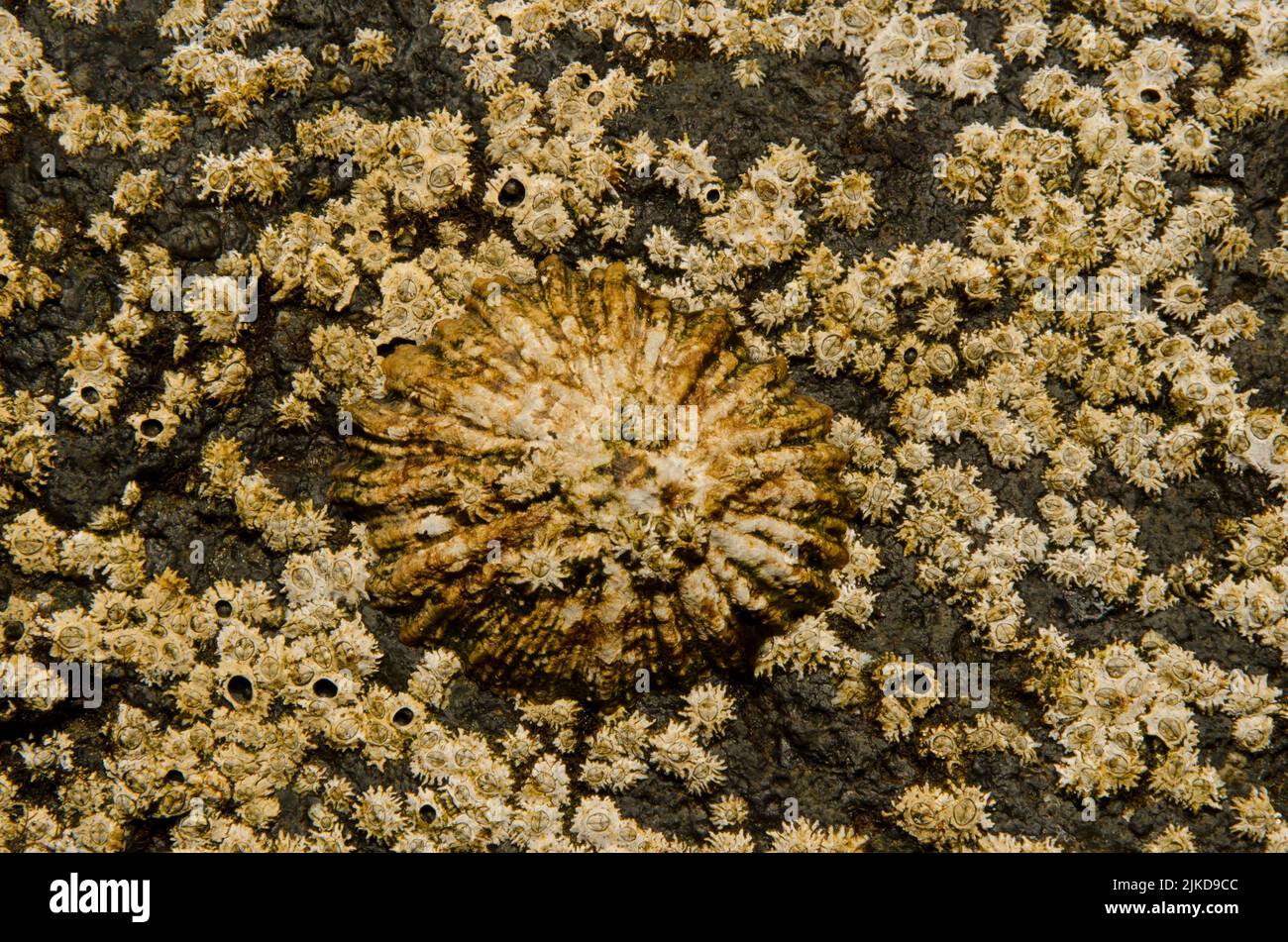Limpet Patella sp and acorn barnacles Chthamalus stellatus. La Garita. Telde. Gran Canaria. Canary Islands. Spain. Stock Photo