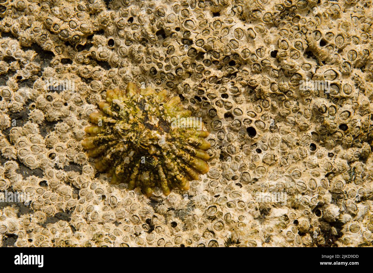 Limpet Patella sp and acorn barnacles Chthamalus stellatus. La Garita. Telde. Gran Canaria. Canary Islands. Spain. Stock Photo