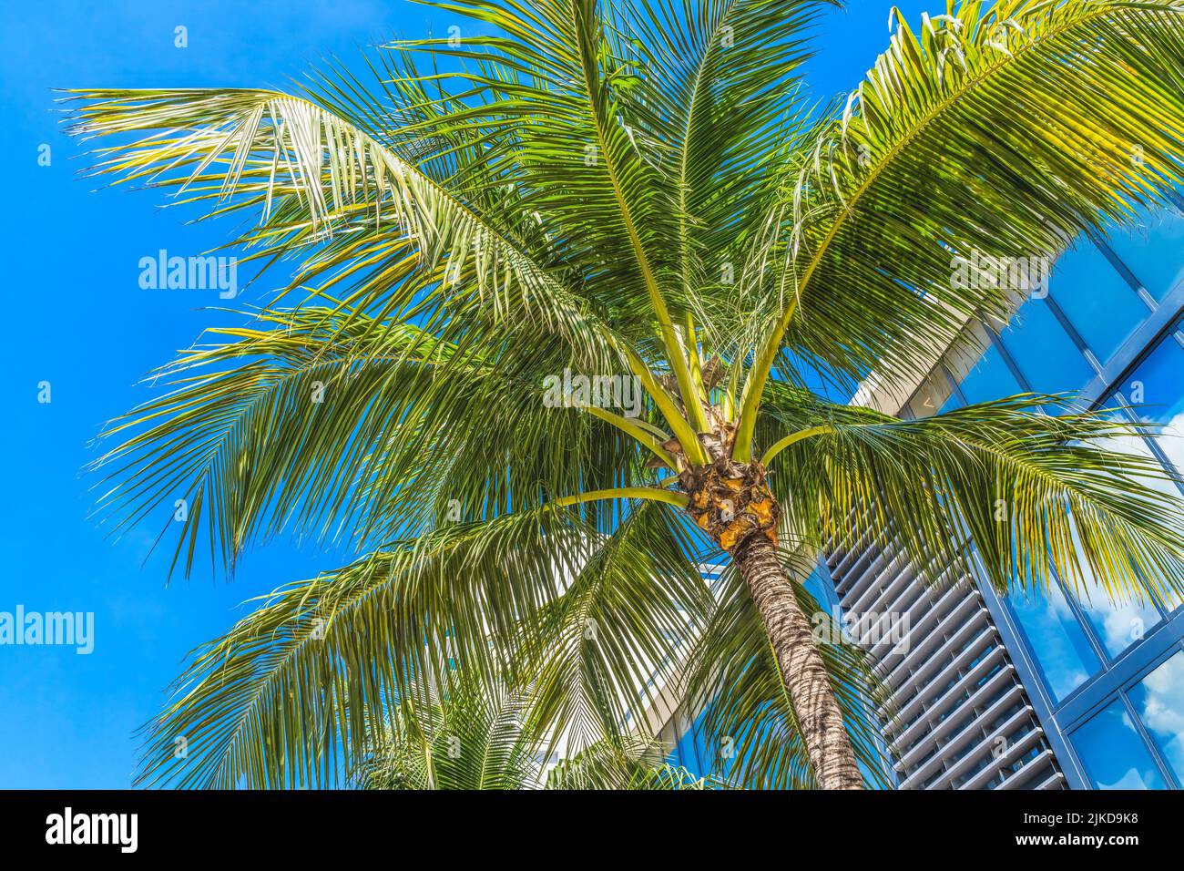 Palm Tree Fronds Miami Beach Florida Miami Beach has beautiful