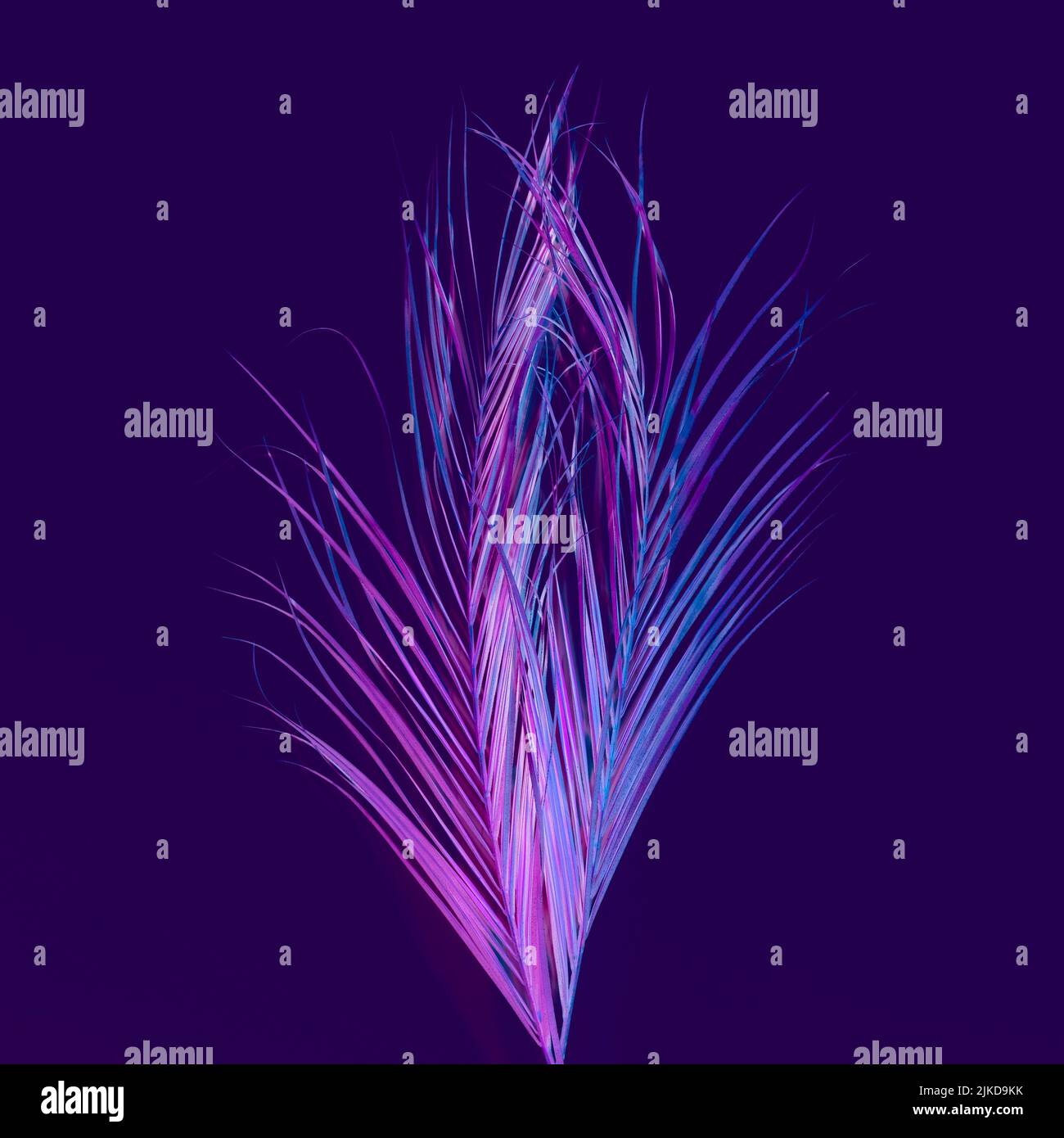 neon purple palm leaves conceptual tropical design Stock Photo