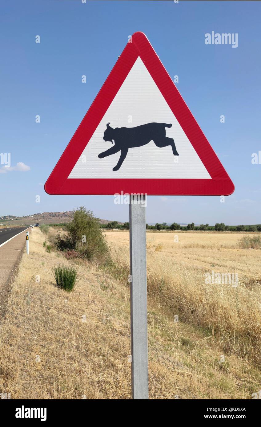 Metal pole with traffic signal warning iberian lynx crossing. Roadâ. “kills are considered a chief cause of death in the Iberian lynx. Stock Photo