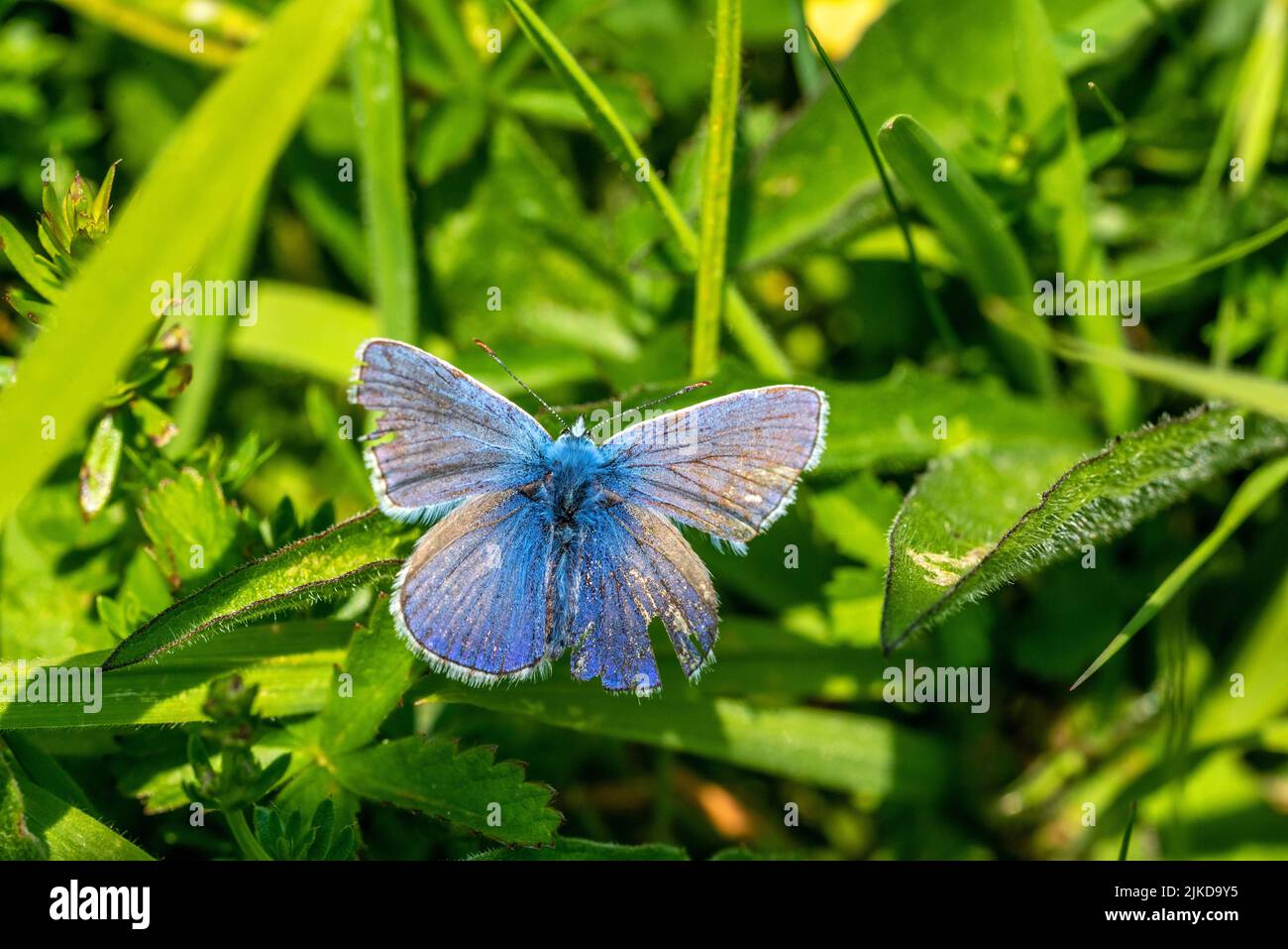 Shoreham, June 4th 2022: Common Blue / Adonis Blue butterfly Stock Photo
