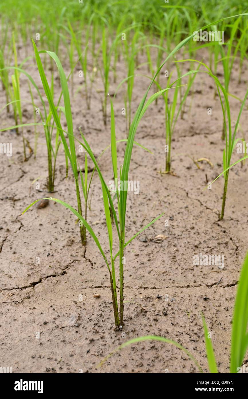 closeup the bunch green ripe paddy plant soil heap in row and growing in the farm soft focus natural green brown background. Stock Photo