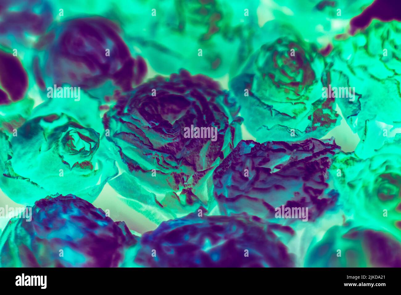 fluorescent flower background conceptual rose Stock Photo