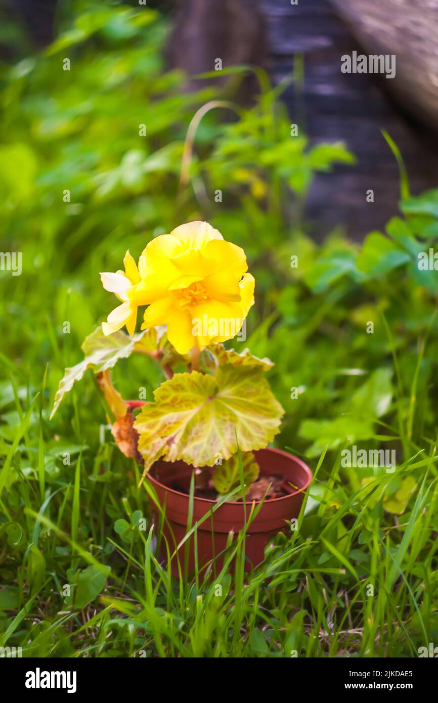 Yellow begonia in the flowerpot. House plants outdoors. Stock Photo