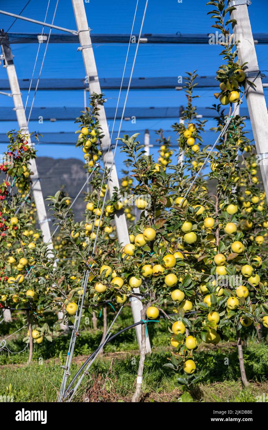 Apple orchard in Aica, South Tyrol, Italy Stock Photo Alamy