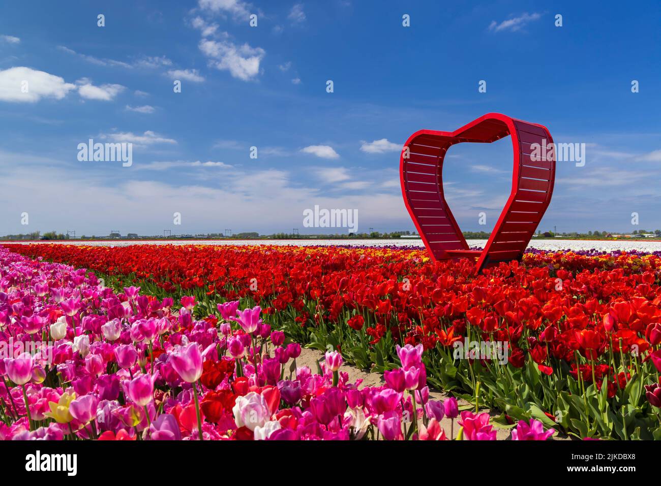 Field of tulips with red heart near Keukenhof, The Netherlands. Stock Photo