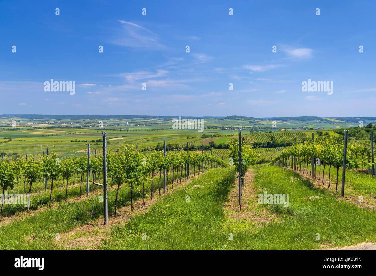 Vineyards near Mailberg, Lower Austria, Austria. Stock Photo