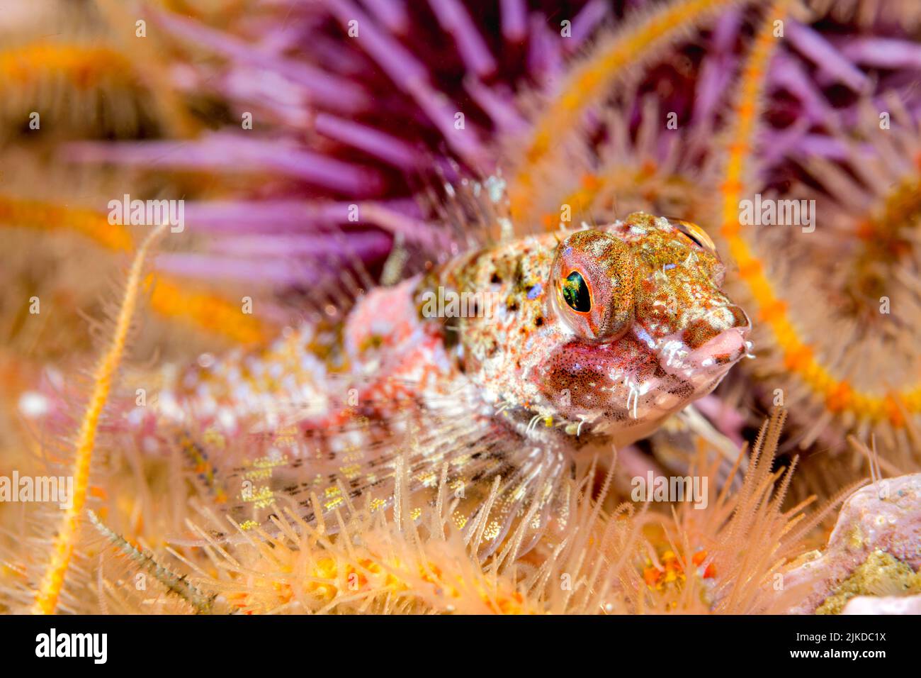 A small corraline sculpin rests on a colorful reef in southern California's Channel Islands. Stock Photo