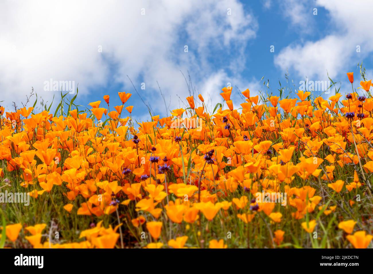 Vibrant orange poppies mixed with purple flowers blooming on a hillside in Lake Elsinore bounce to the gentle breeze during a bright day. Stock Photo