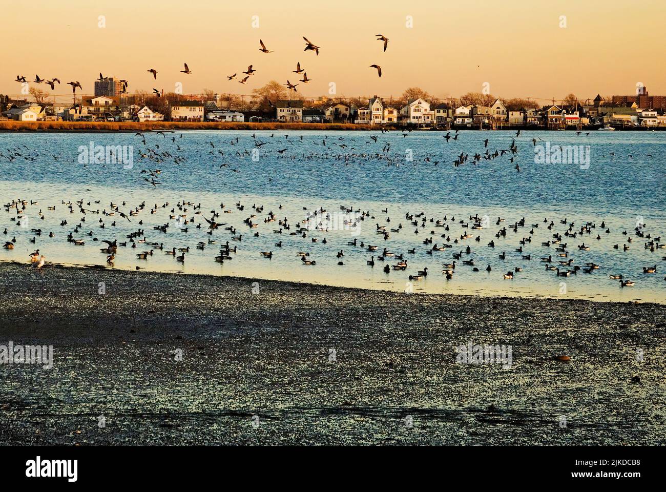 Jamaica Bay Wildlife Refuge with view of Broad Channel and flock of Atlantic Brant in late afternoon light Stock Photo