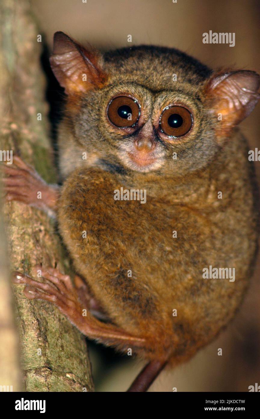 A tiny Tarsier monkey in the jungles of Indonesia clings to a tree branch at night. Stock Photo
