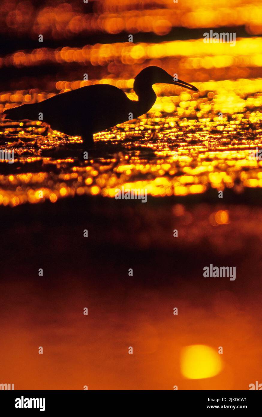 Little Blue Heron silhouette at sunrise Stock Photo - Alamy