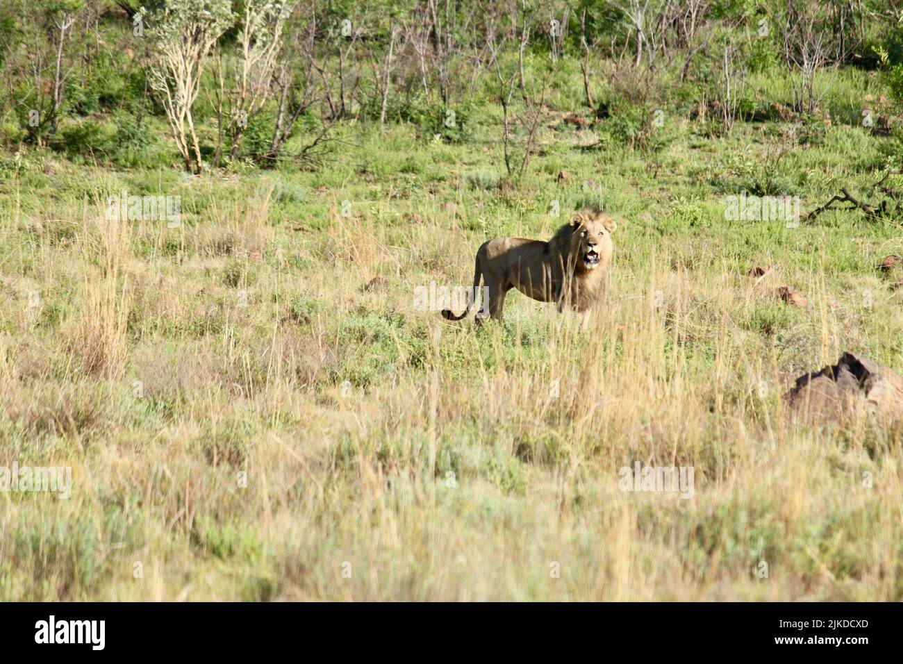 Roaring lion standing in a hi-res stock photography and images - Alamy