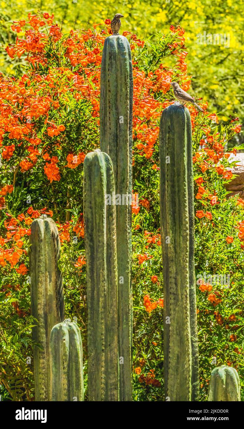 Green Cactus Fountain Birds Desert Botanical Garden Tucson Arizona