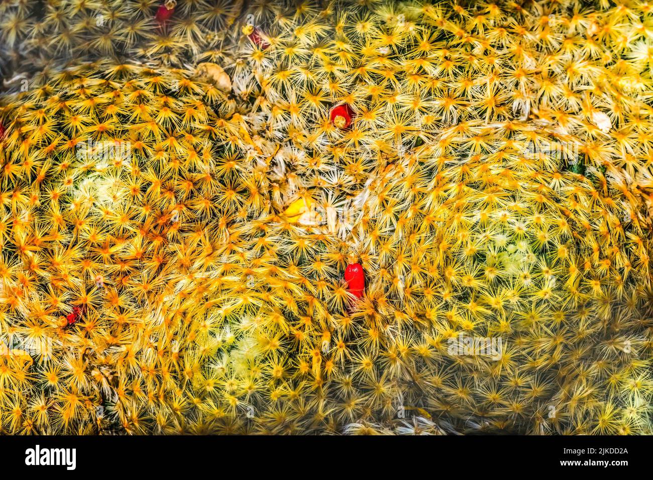 Mexican Pincushion Cactus Red Peppers Desert Botanical Garden Tucson