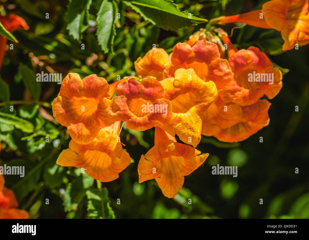 Orange Trumpet Creeper Vine Flowers Campsis Radicans Green Leaves