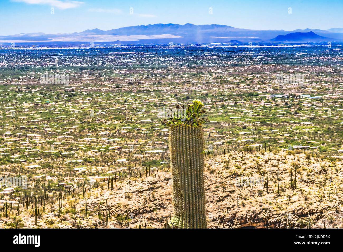 Mount Lemon View Saguaro Cactus Plants Blooming Houses Suburbs Desert