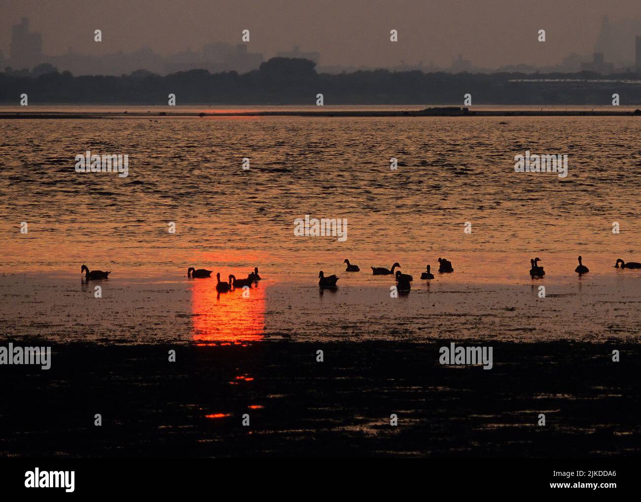Jamaica Bay with view of Brooklyn and Canada geese flock at sunset Stock Photo