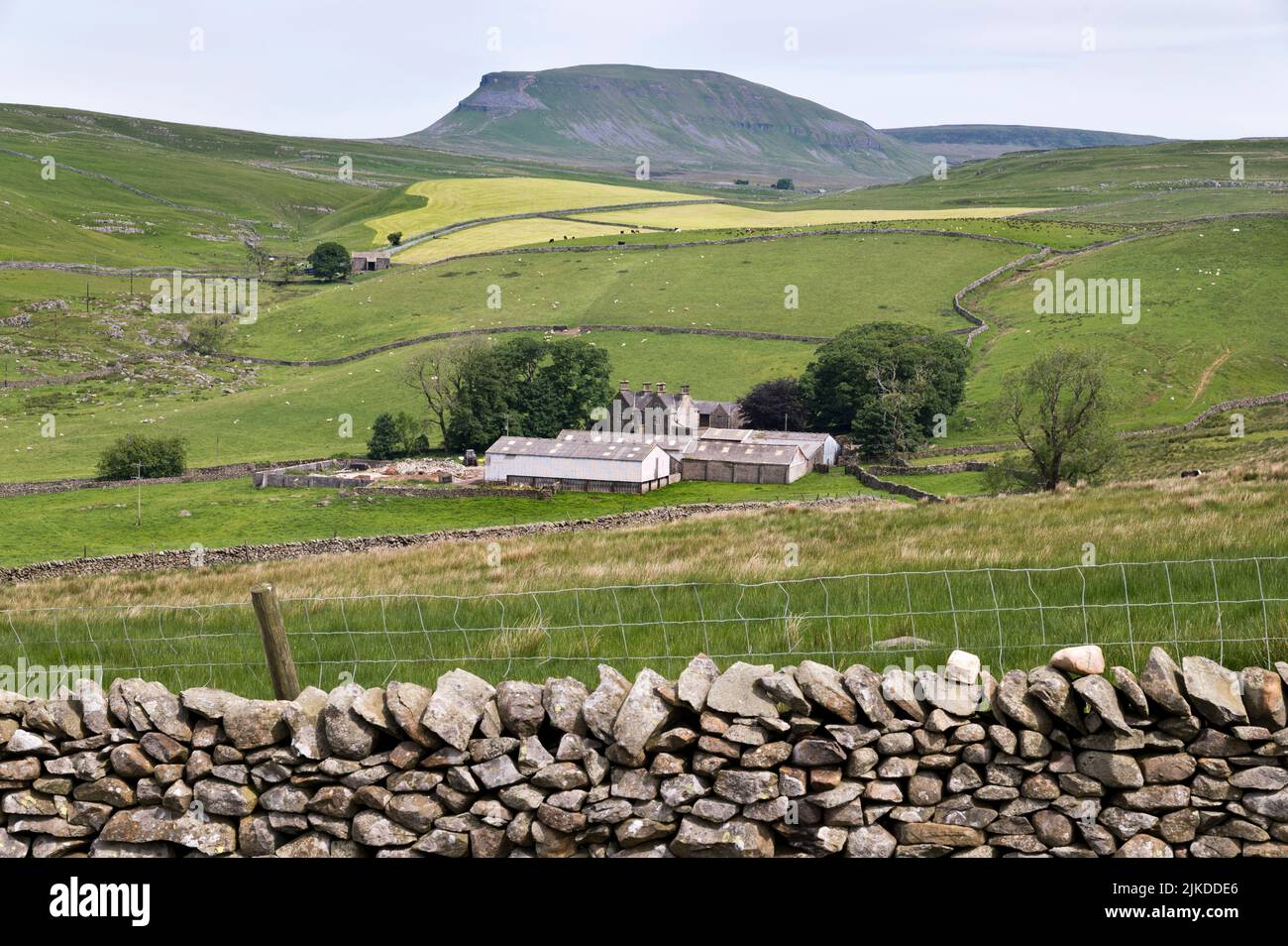Pen-y-ghent peak seen from, Malham Moor,  Yorkshire Dales National Park. In the foreground is Neals Ing Farm. Stock Photo