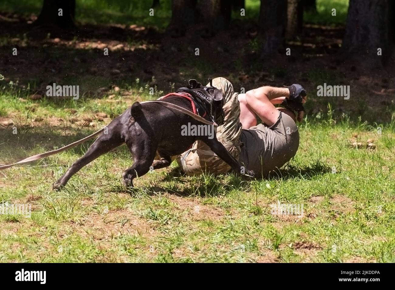 Cane Corso attacking dog handler during aggression training. High