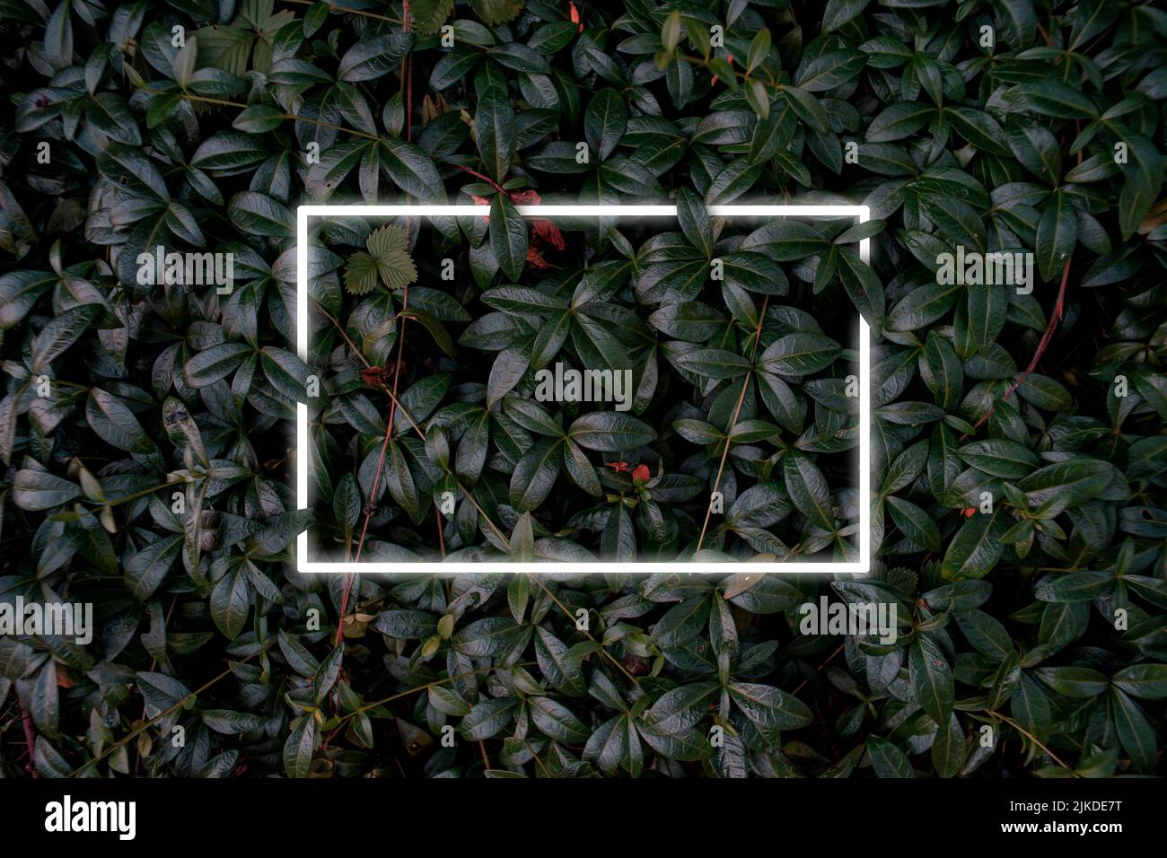 Dark green leaves bed with a glowing neon white frame Stock Photo Alamy
