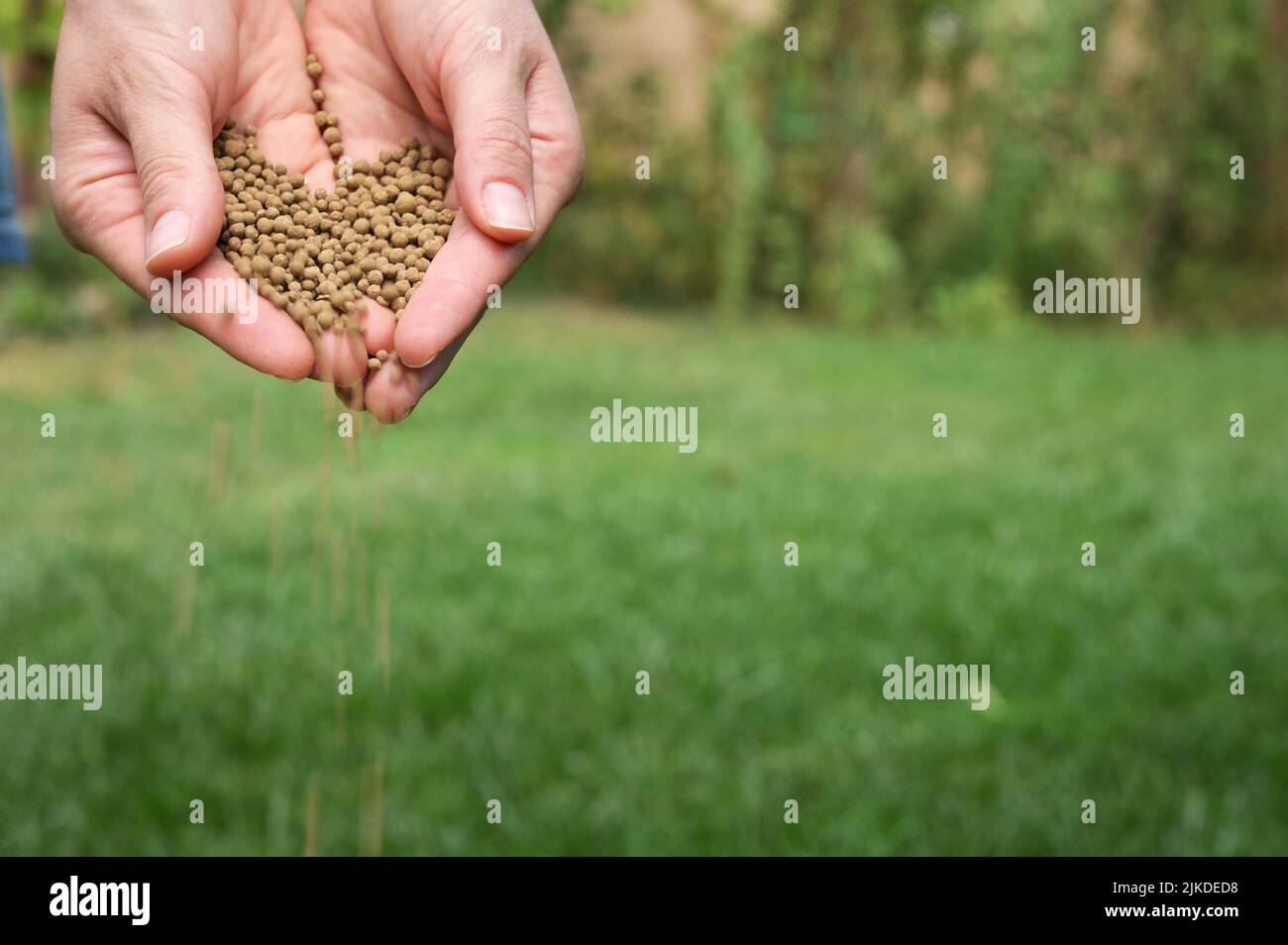 Closeup Farmer Hands Spreading Organic Universal Fertilizer Stock Photo