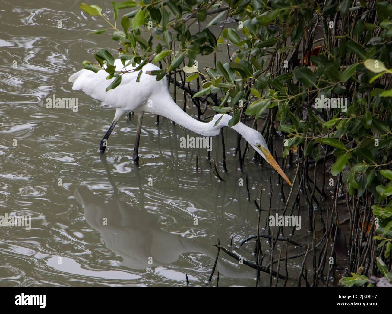 The great egret (Ardea alba) wading in water shore, Thailand. Stock Photo
