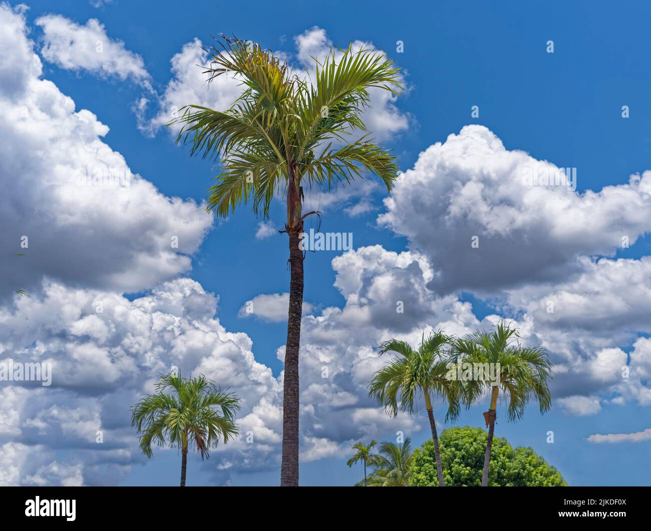 Palm Trees. Florida. USA. Stock Photo