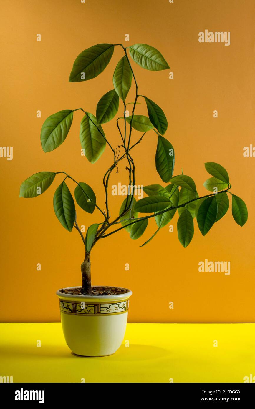 Calamondin bush fruitless on a brown background Stock Photo