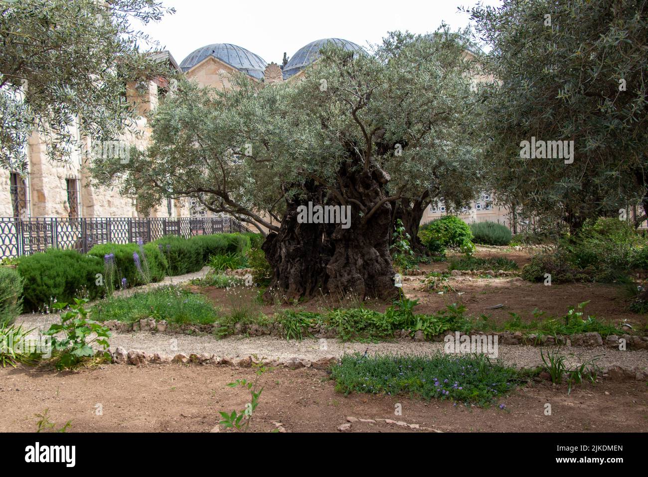 Olive trees in the biblical Garden of Gethsemane, where Jesus prayed