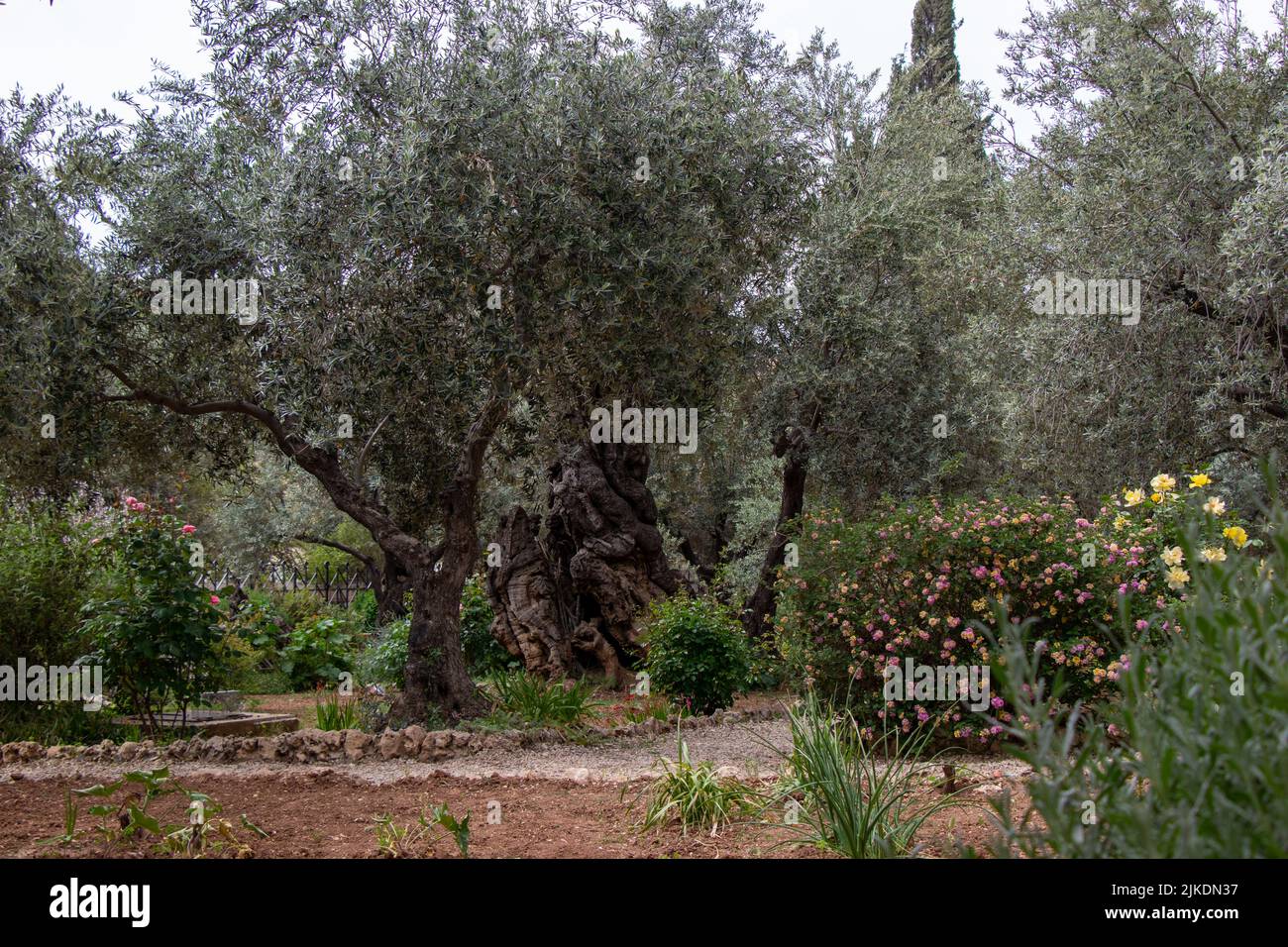Olive trees in the biblical Garden of Gethsemane, where Jesus prayed