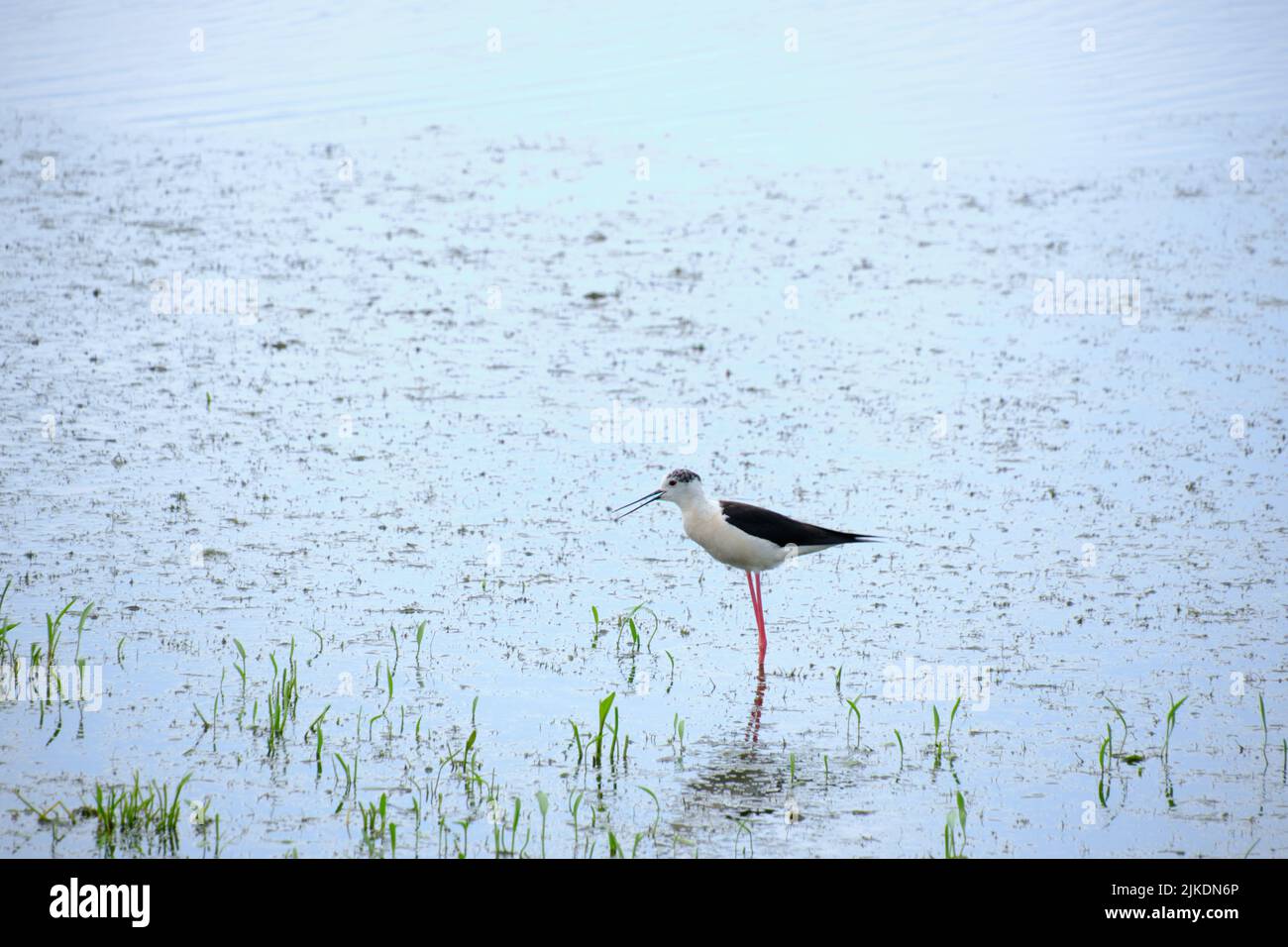 Stilt walker is a bird of the shiloklyuvkov family, listed in the Red