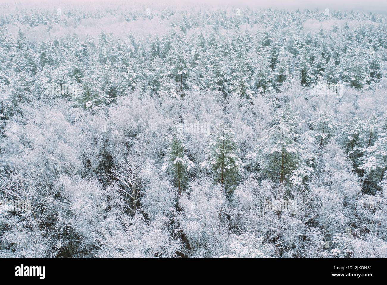Aerial view of snow pine coniferous forest in landscape in winter. Top view from attitude. Drone view of beautiful european woods at wintertime Stock Photo