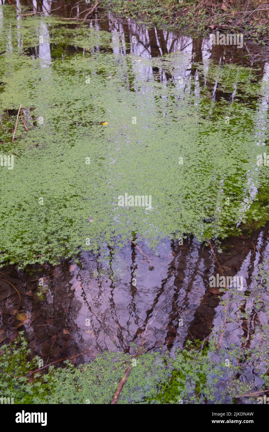 Pond covered with water lenses, Eure-et-Loir department, Centre-Val-de-Loire region, France, Europe. Stock Photo
