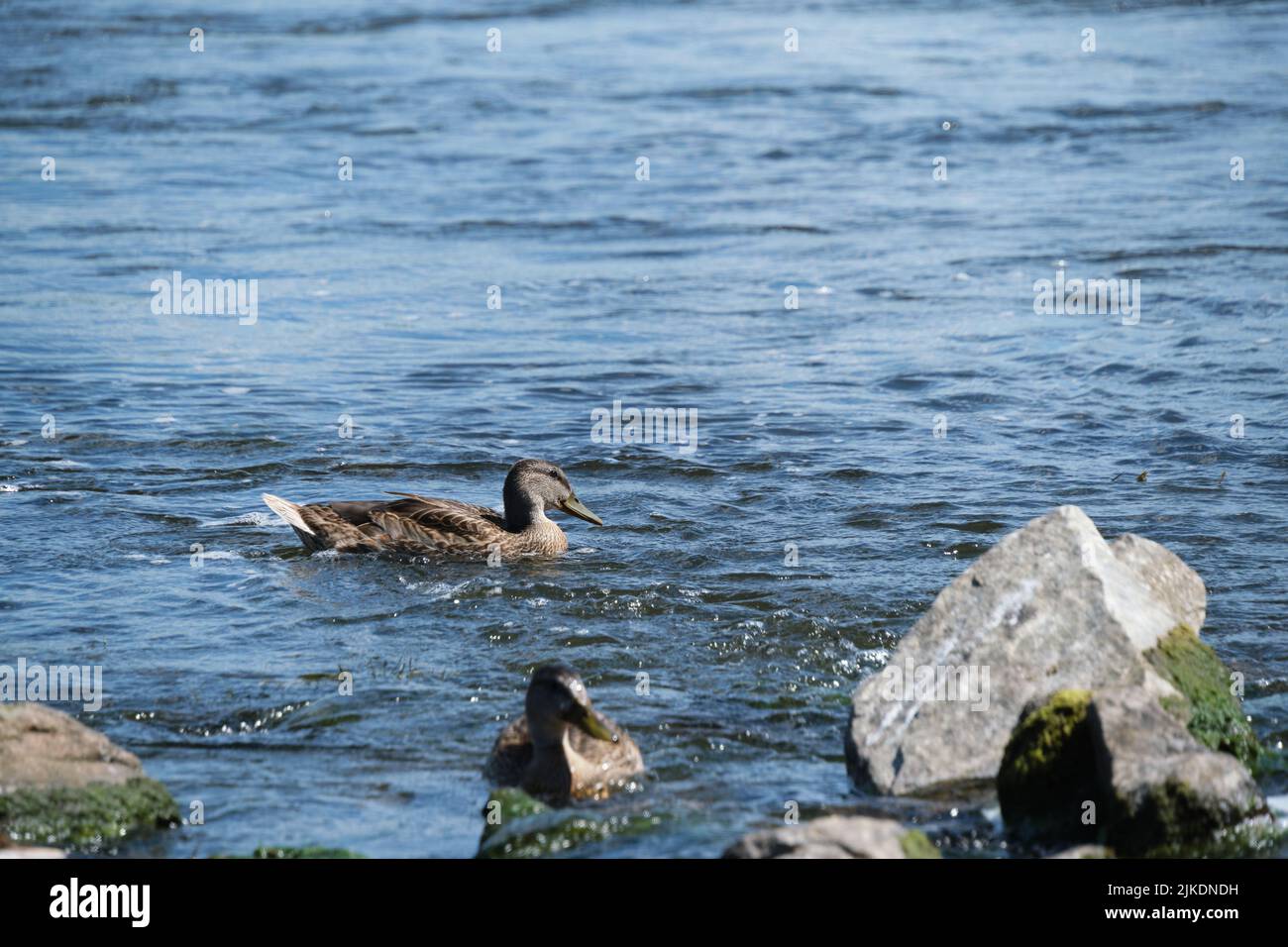 Duck Riding Currents Against current swim hi-res stock photography and images - Alamy