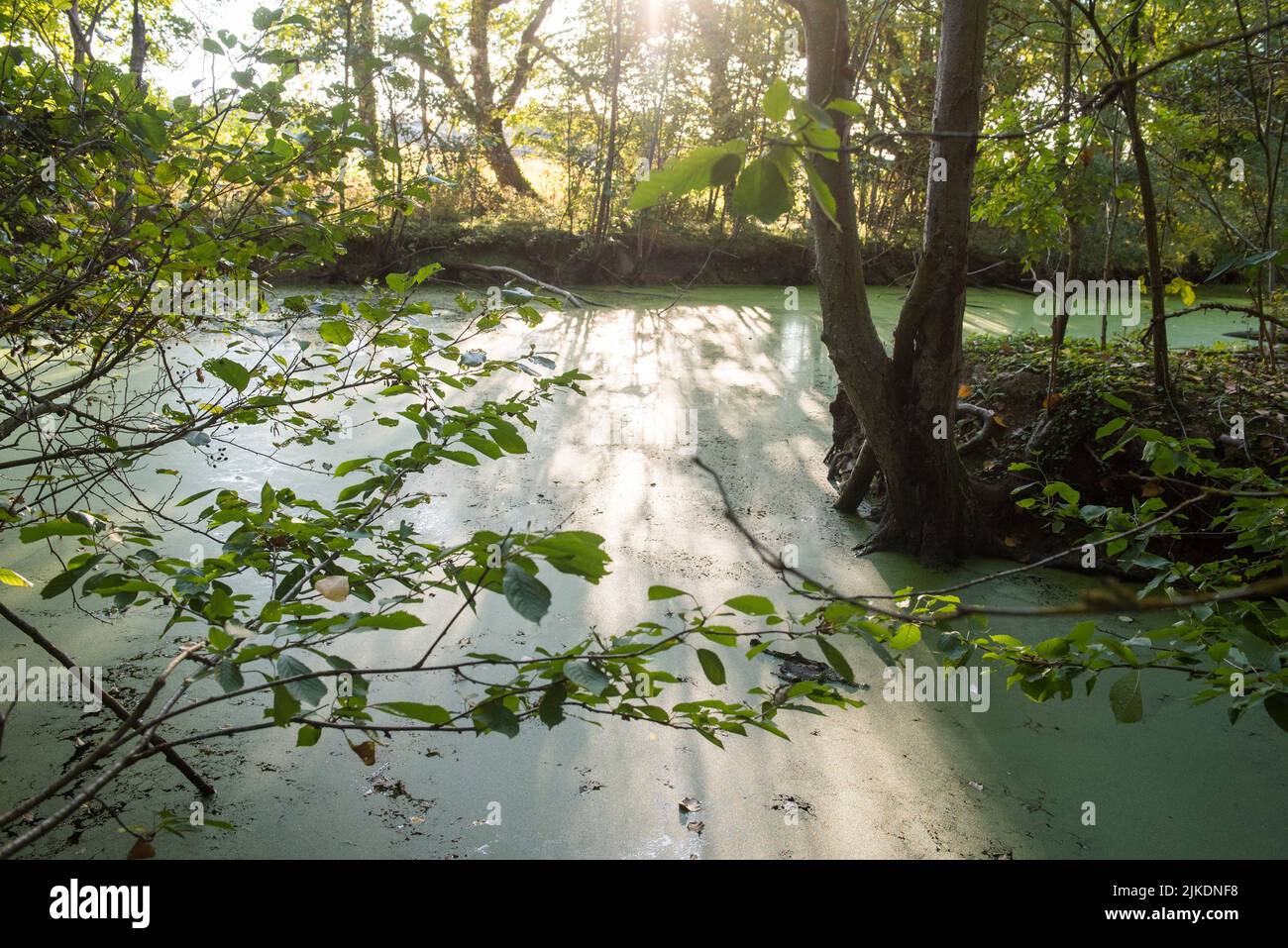 Small pond covered with water lenses, Eure-et-Loir department, Centre-Val-de-Loire region, France, Europe. Stock Photo