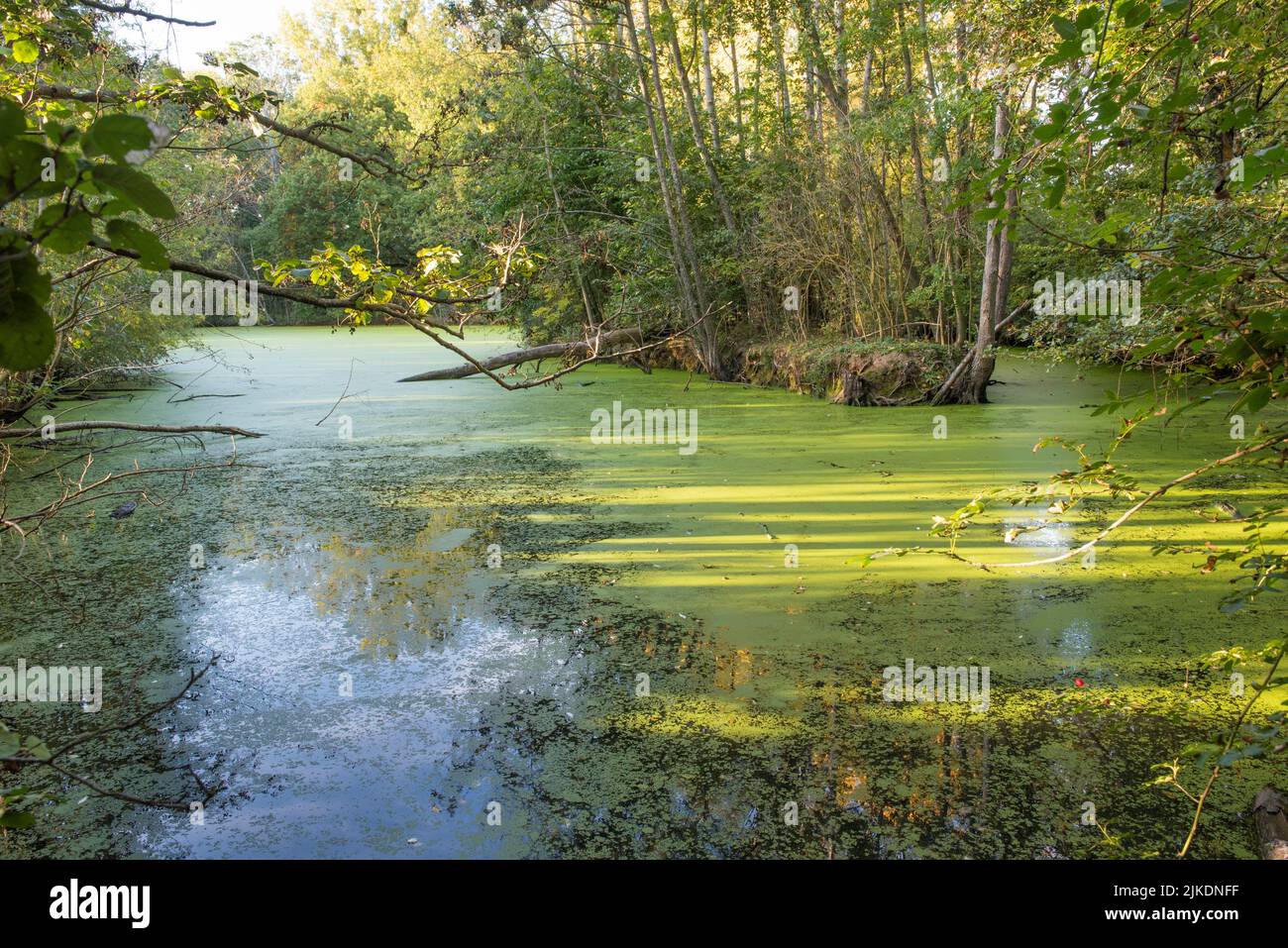 Small pond covered with water lenses, Eure-et-Loir department, Centre-Val-de-Loire region, France, Europe. Stock Photo